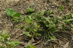 Blumea oxyodonta